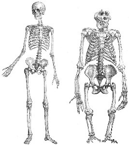 Skeletons